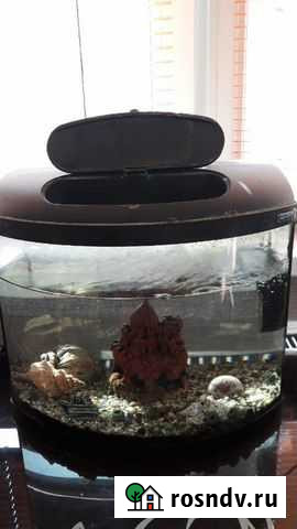 Аквариум Нягань - изображение 1