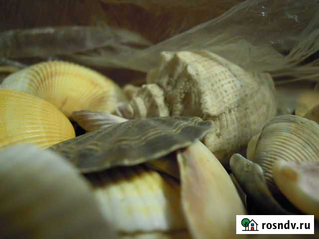 Морские ракушки Челябинск - изображение 1