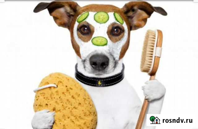 Зоогостиница Вашей Мечты Новочеркасск - изображение 1