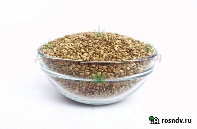 Семена конопли пищевой 0.3 кг Киров - изображение 1