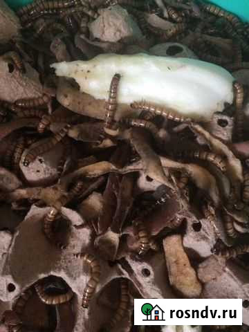 Продам корм для питомцев, для рыбалки Краснодар - изображение 1