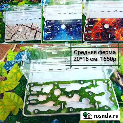 Муравьиные фермы и муравьи Нижний Новгород - изображение 1