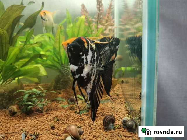 Рыба скалярия Анапа - изображение 1