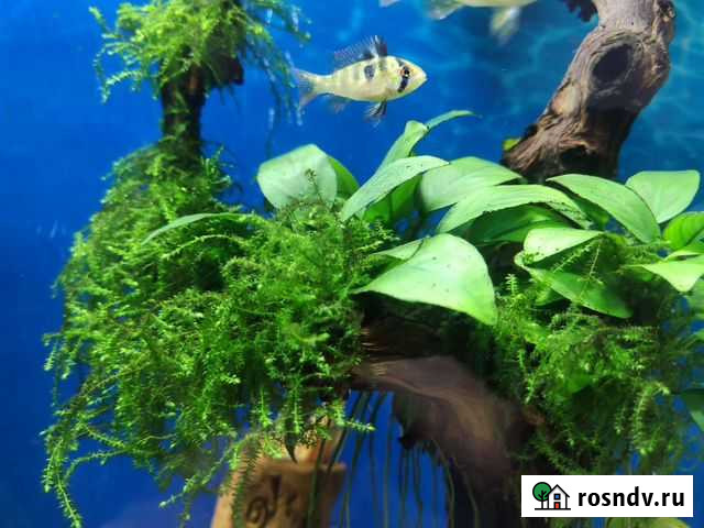 Аквариумное растение мох бабл, анубиас, яванский м Кемерово - изображение 1