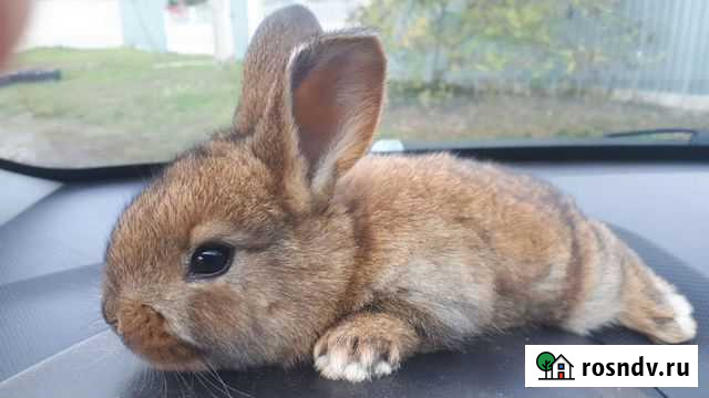 Кролики), мясо кроликов Климово - изображение 1