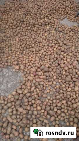 Картофель семенной Кумертау - изображение 1