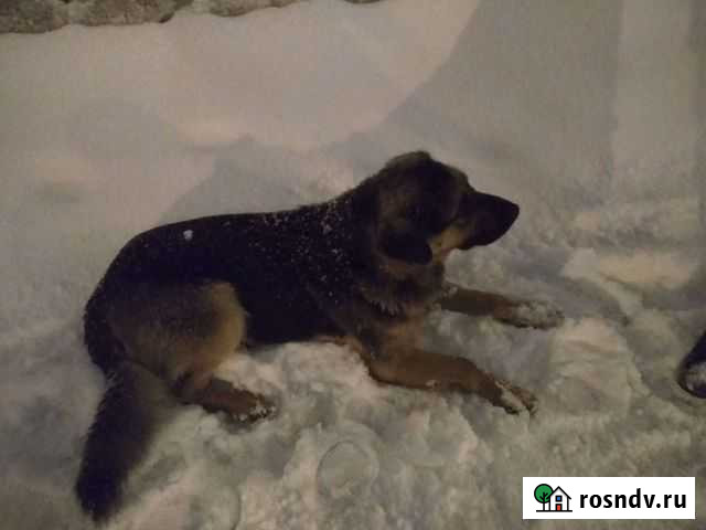 Выгул собаки Уфа - изображение 1