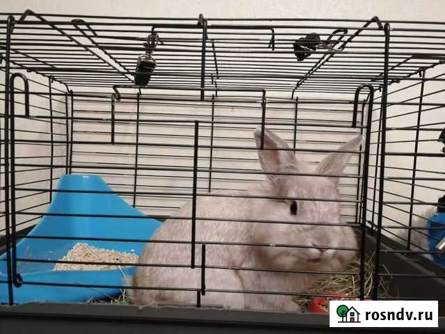 Кролик Усть-Кут - изображение 1