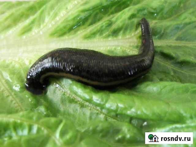 Пиявки Краснодар - изображение 1