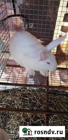Самцы кроликов породы белый паннон Ростов-на-Дону - изображение 1