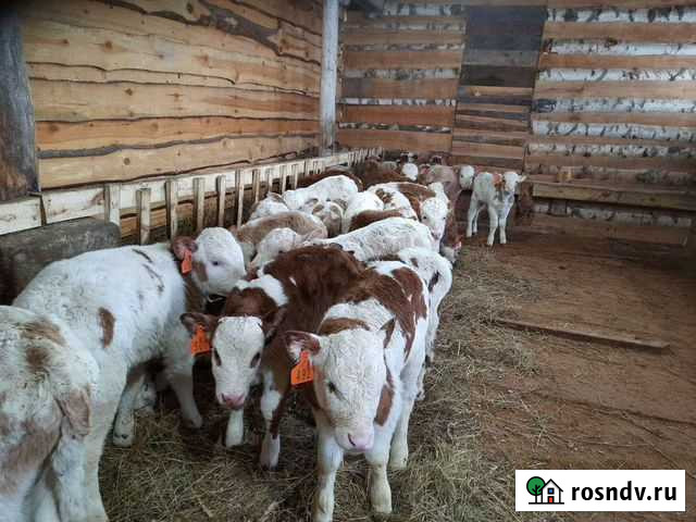 Бычки от недель Апастово - изображение 1