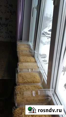 Лапша яичная домашняя Димитровград - изображение 1