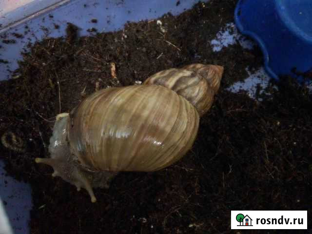 Улитка ахатина Бор - изображение 1