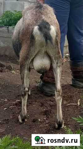 Альпийский козёл Хомутово - изображение 1