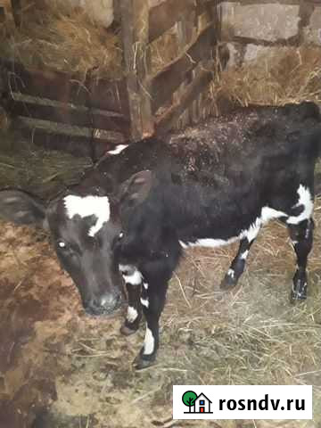 Телёнок, тёлка Магнитогорск - изображение 1