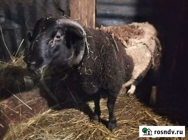 Баран дорпер кросс Пристень - изображение 1