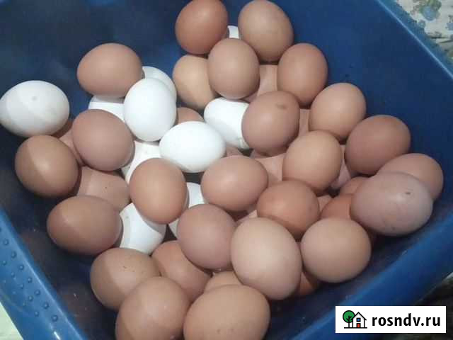 Домашние куриные яйца Искитим - изображение 1