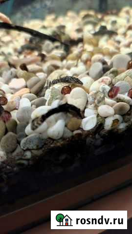 Сомики анциструсы Арск - изображение 1