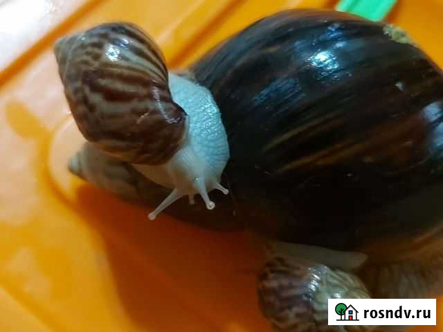 Улитки ахатины Астрахань - изображение 1