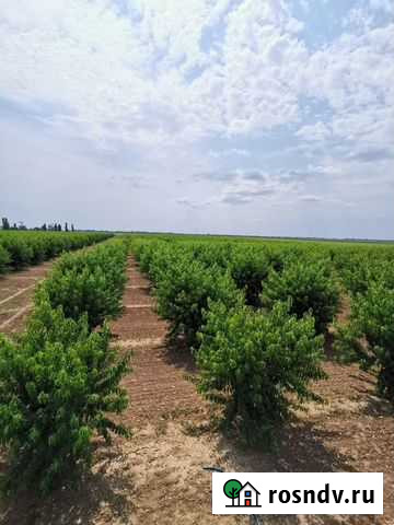 Персиковый сад Джанкой - изображение 1