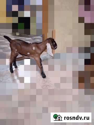 Нубийские козочки ч/п и процентные козочки и козли Новочеркасск - изображение 1