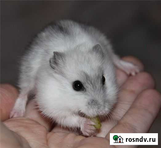 Жемчужные джунгарики Ачинск - изображение 1