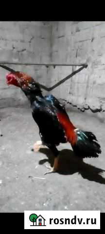 Бойцовые петухи Белореченск - изображение 1