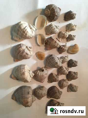 Ракушки для аквариума Буй - изображение 1