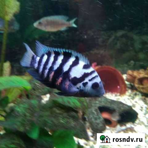 Цихлида чернополосая Артемовский - изображение 1