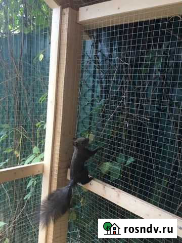 Белки Москва - изображение 1