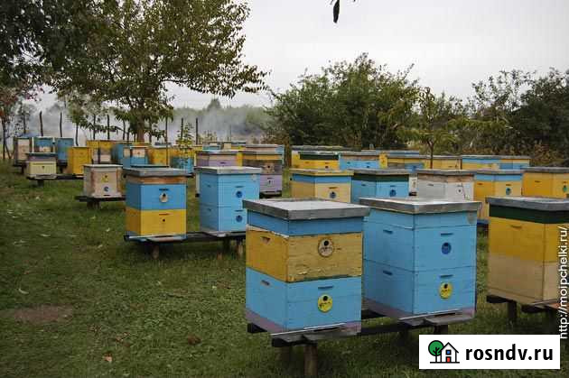 Улья рута Тулун - изображение 1