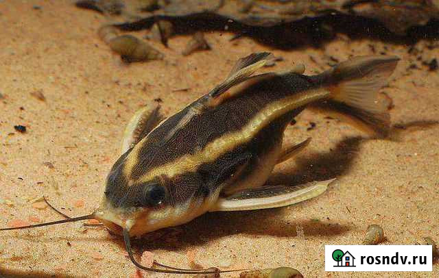 Сом Полосатый платидорас и сом Таракатум Новочеркасск - изображение 1