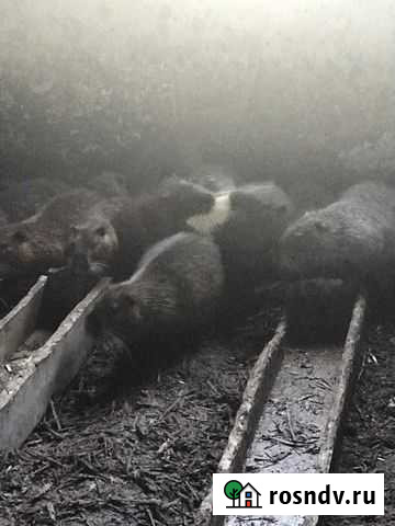 Нутрии Ишимбай - изображение 1