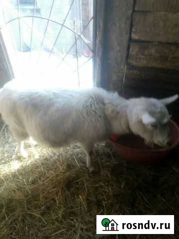 Козёл, коза Новокузнецк - изображение 1