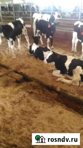 Хозяйство реализует телят бычков мясного направлен Петровское - изображение 1