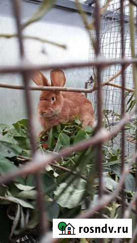 Кролики Мамоново - изображение 1
