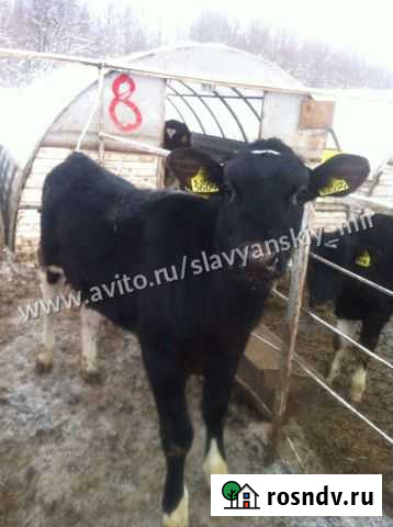 Бычки телята Шолоховский - изображение 1