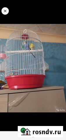 Клетка для волнистого попугая Магнитогорск - изображение 1