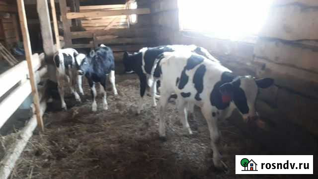 Телята (бычки) от месяца Ачинск - изображение 1