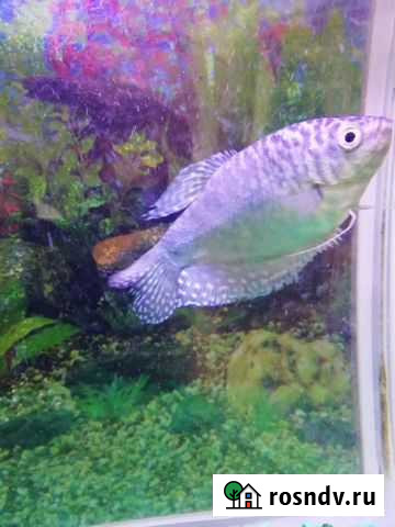 Рыбка Чита - изображение 1