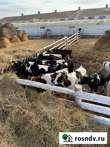 Телята. Бычки Большое Нагаткино - изображение 1