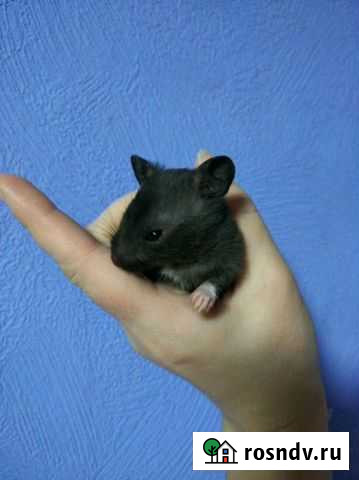 Сирийские хомячки Мурманск - изображение 1