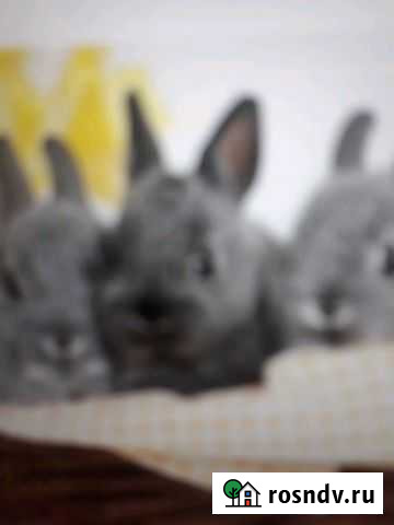 Продам кролики Березовский - изображение 1