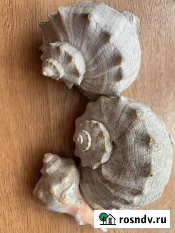 Ракушка морская Санкт-Петербург - изображение 1