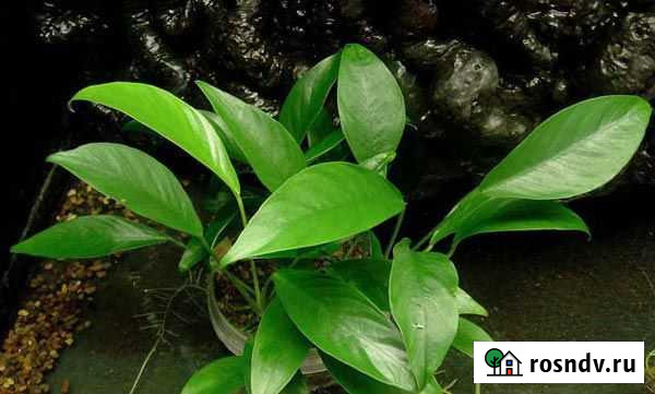 Аквариумные растения Евпатория - изображение 1