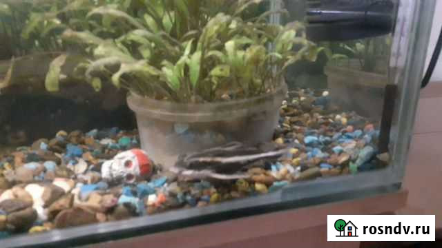 Рыбки аквариумные Калач-на-Дону - изображение 1