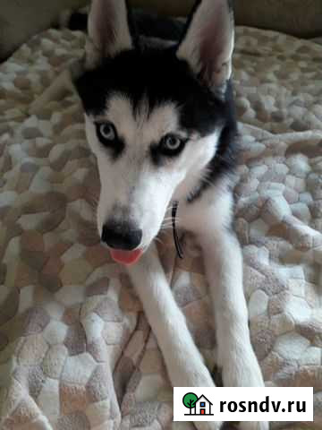 Домашняя передержка животных. Выгул собак Москва - изображение 1