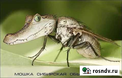 Уничтожение насекомых, вирусов, микробов, грызунов Казань - изображение 1