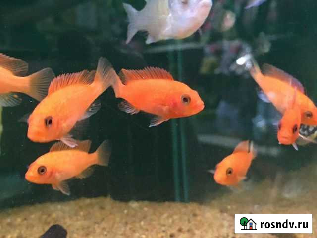 Цихлиды зебра оранжевая Астрахань - изображение 1