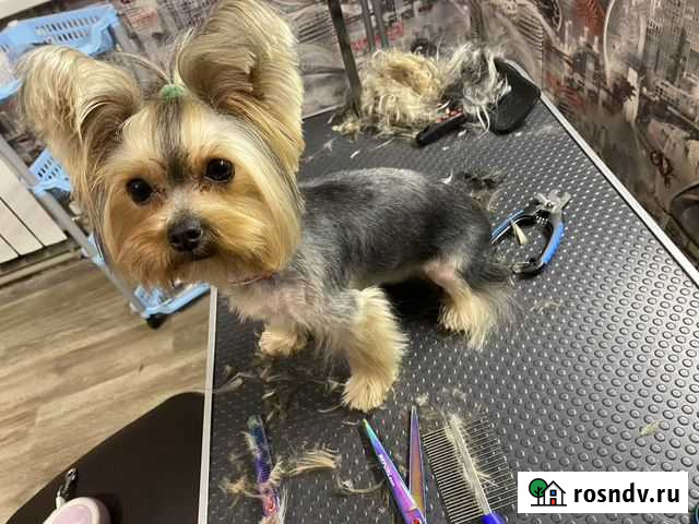 Стрижка собак и кошек Белгород - изображение 1